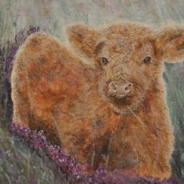 Highland Calf Painting