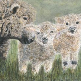 Ewe and twin lambs print