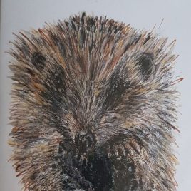 Little Albet the hoglet part card